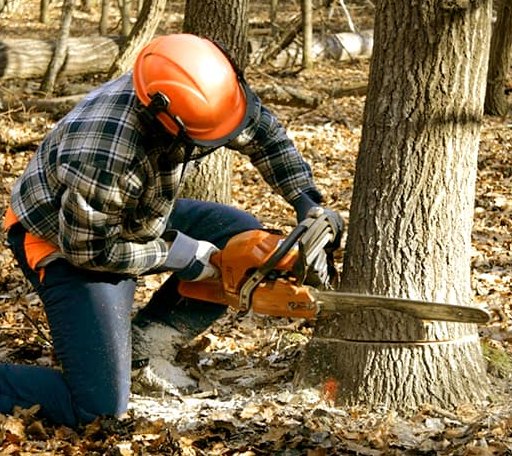 Tree Removal in Buckley, MI